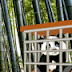 Wow Escape the Tiny Panda Wow Escape the Tiny Panda