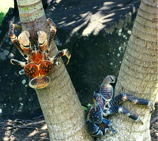 Strange and Interesting Animals Coconut Crab