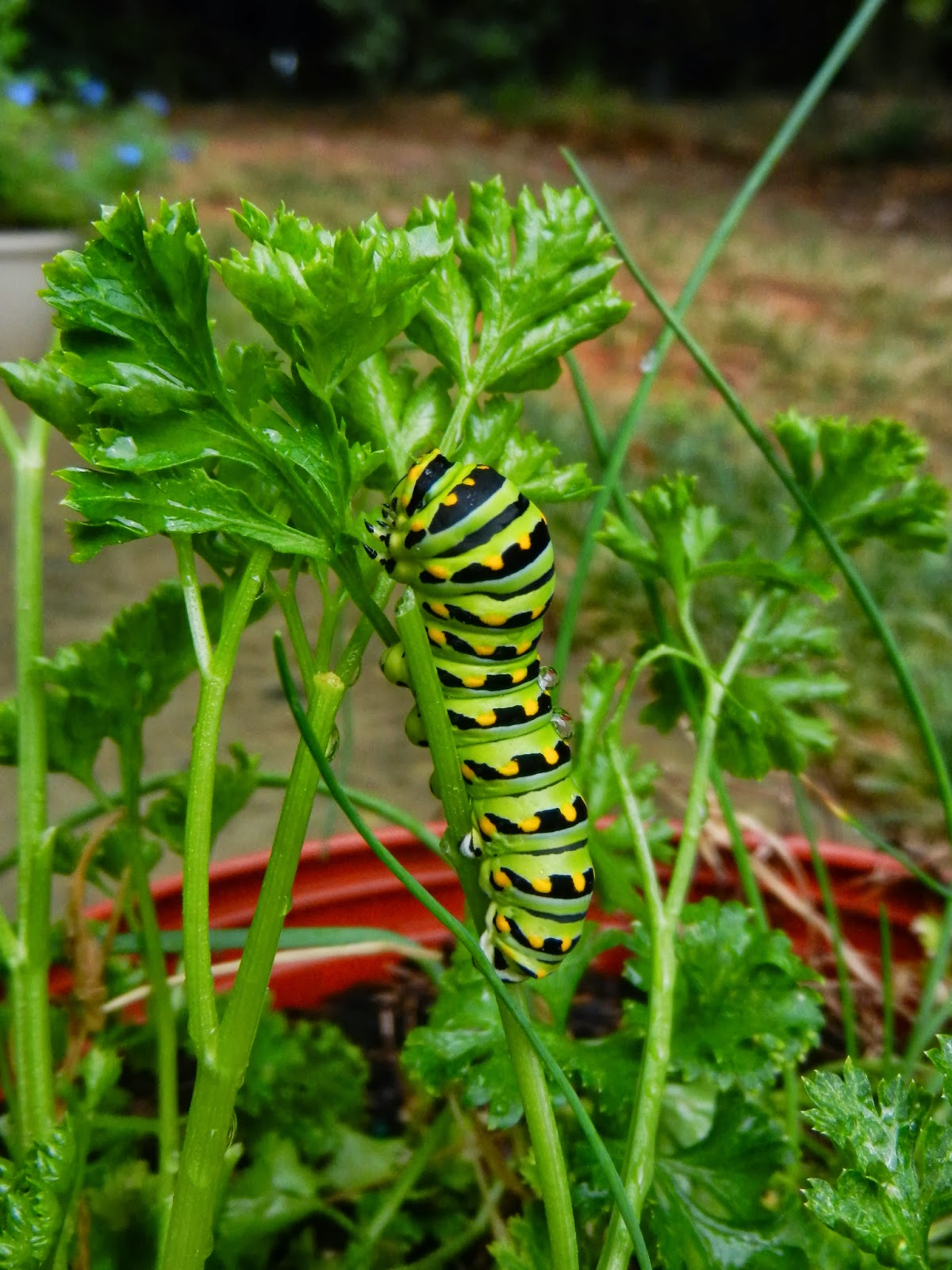 Sizzling Indian Recipes..... Black Swallowtail Caterpillar on Parsley
