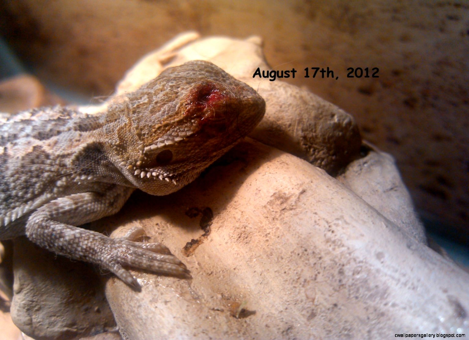 bearded-dragon-black-tail-stress-3.jpg