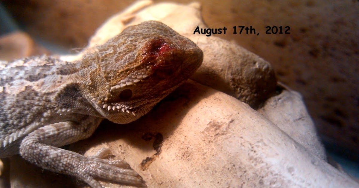 bearded-dragon-eating-mouse10.jpg