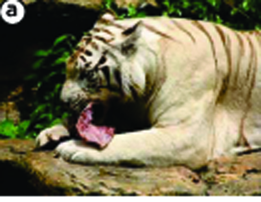 CIRICIRI DAN KEBUTUHAN MAKHLUK HIDUP BELAJAR IPA KELAS 3