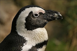 Pingüino de Anteojos