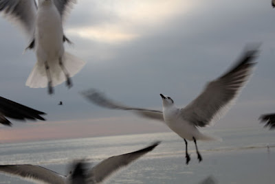 seagulls