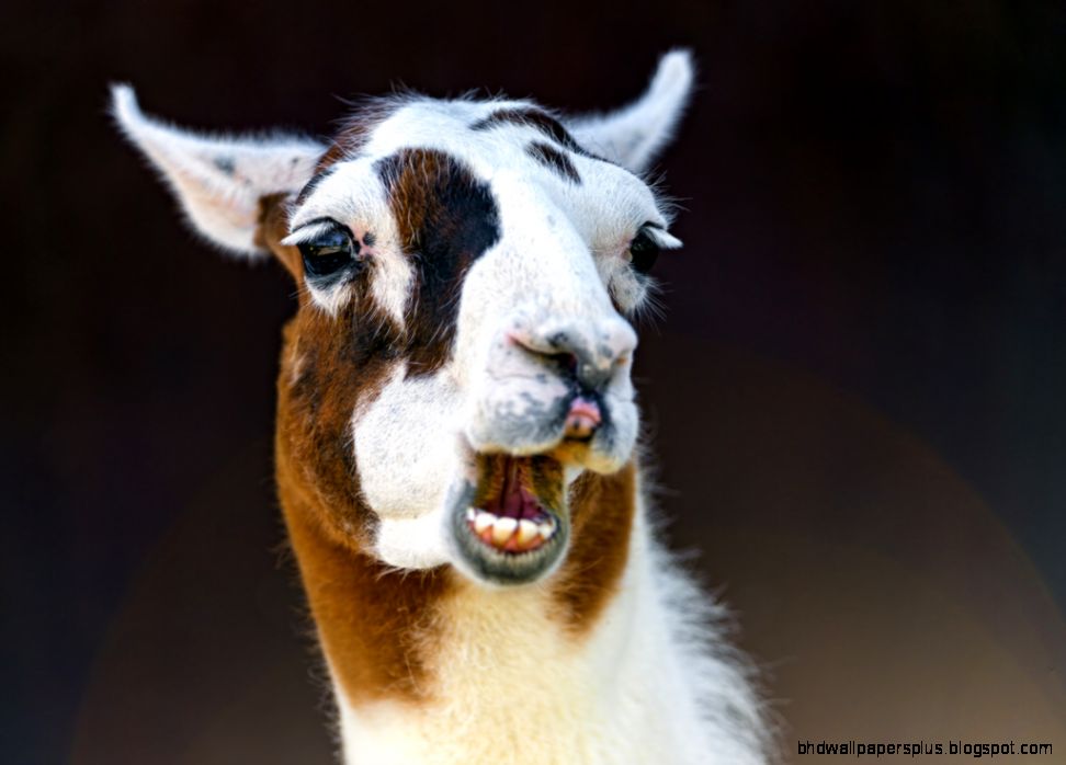 Funny white and brown llama Flickr Photo Sharing Funny white and brown llama Flickr Photo Sharing