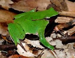 10 Katak Paling Unik Di Dunia