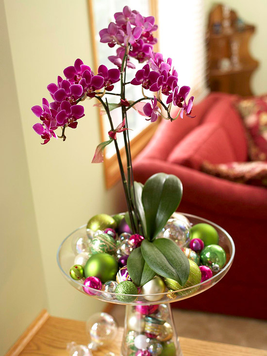 Easy Way to Grow Moth Orchids