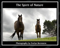 THE SPIRIT OF NATURE by Evelyn Bernstein