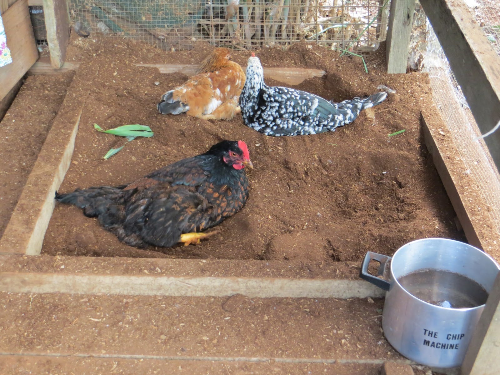 Finding Fifth Chicken House and Run