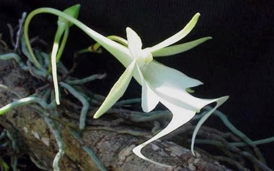 Flora Dan Fauna Asli Indonesia Flora Dan Fauna Khas Provinsi