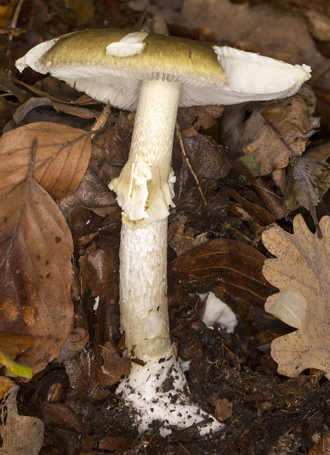 Amanita phalloides, Death Cap.  Keston Common , 19 October 2013.