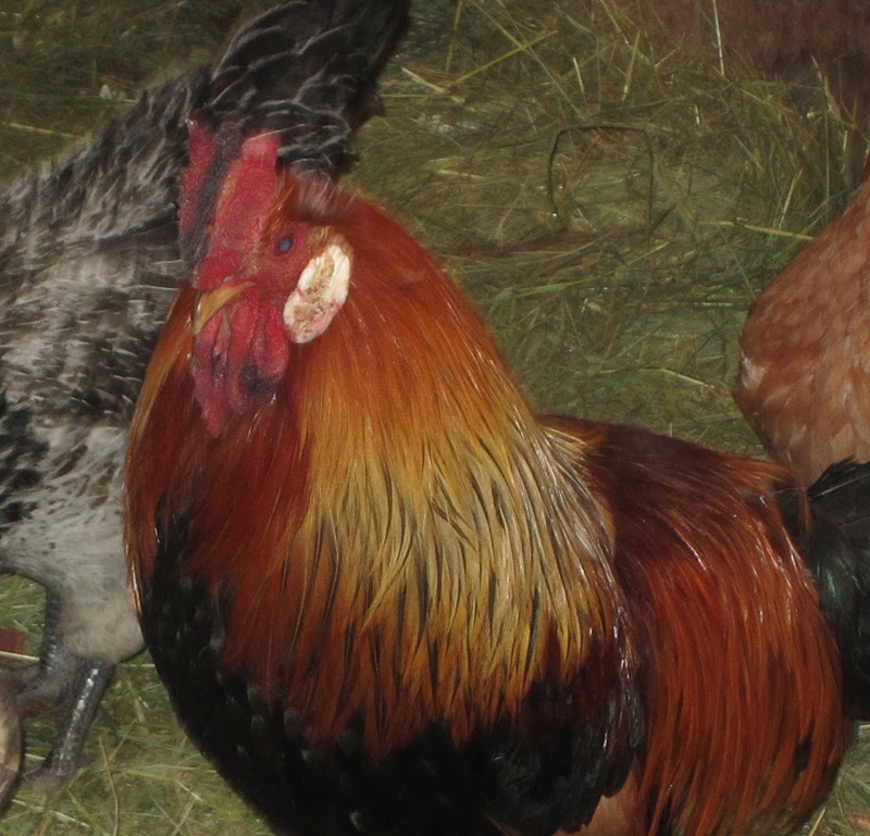 Frostbite In Chickens