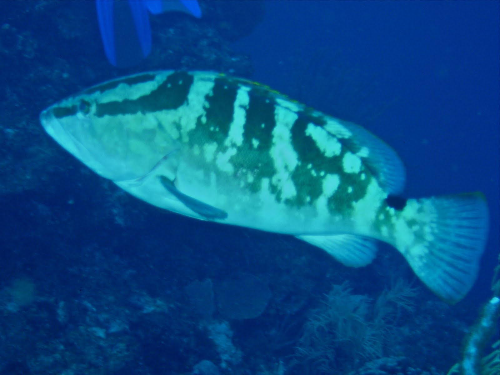 Wasp Grouper