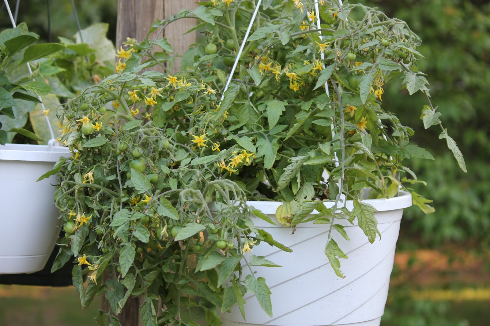 The Cabin Countess Growing a Cucumber Plant in a Hanging Basket