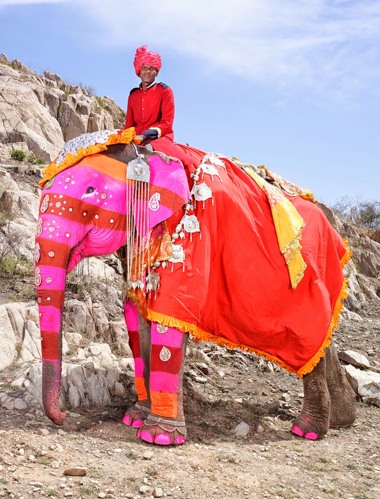 Razzle Dazzle Rose Elephants All Dressed Up