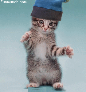 10 Funny Animals Animated GIF 10 Funny Animals Animated GIF