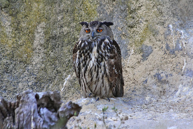 moments de partage Hibou grandduc et son petit