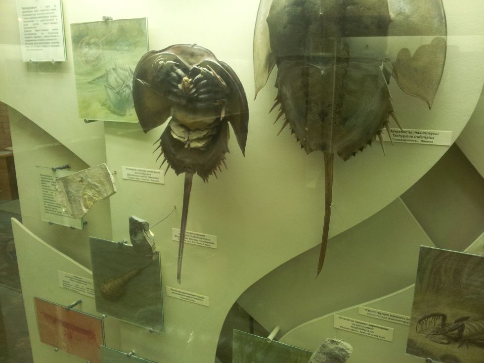 Древние мечехвосты