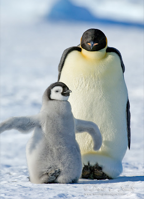 penguin pics