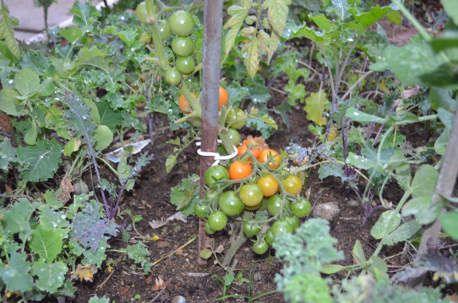Free tomato plant from the sucker branch