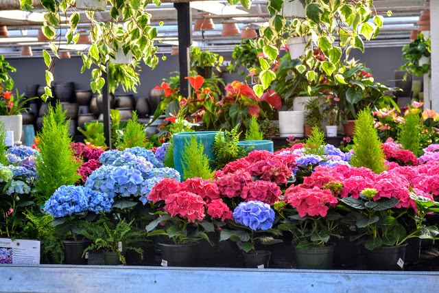 My Carolina Yard Hydrangea Care Pruning