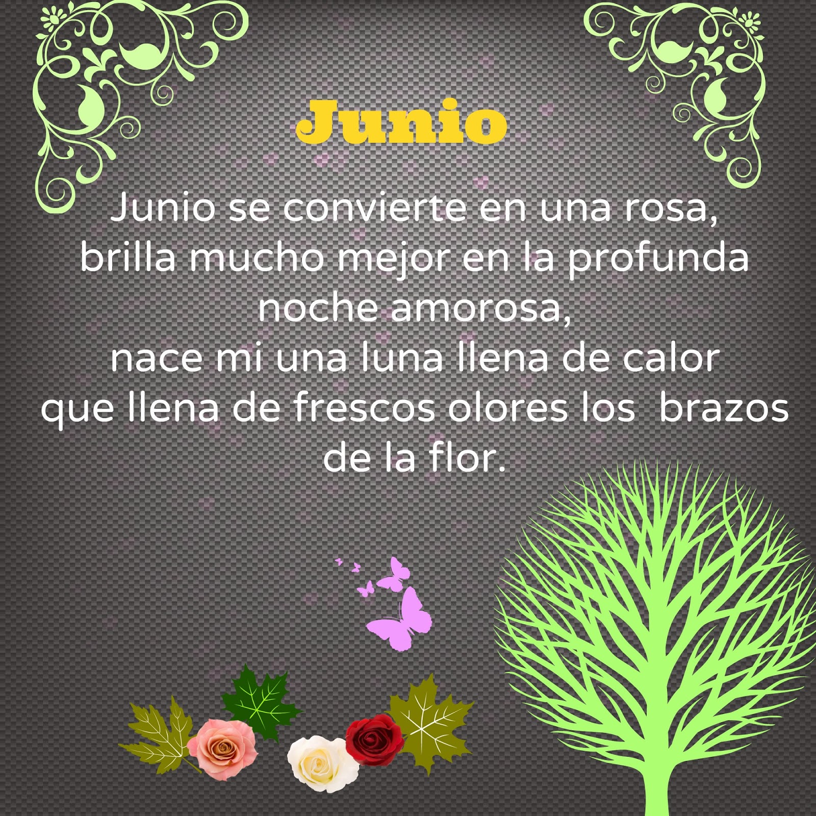 juan luis guerra encontre una rosa