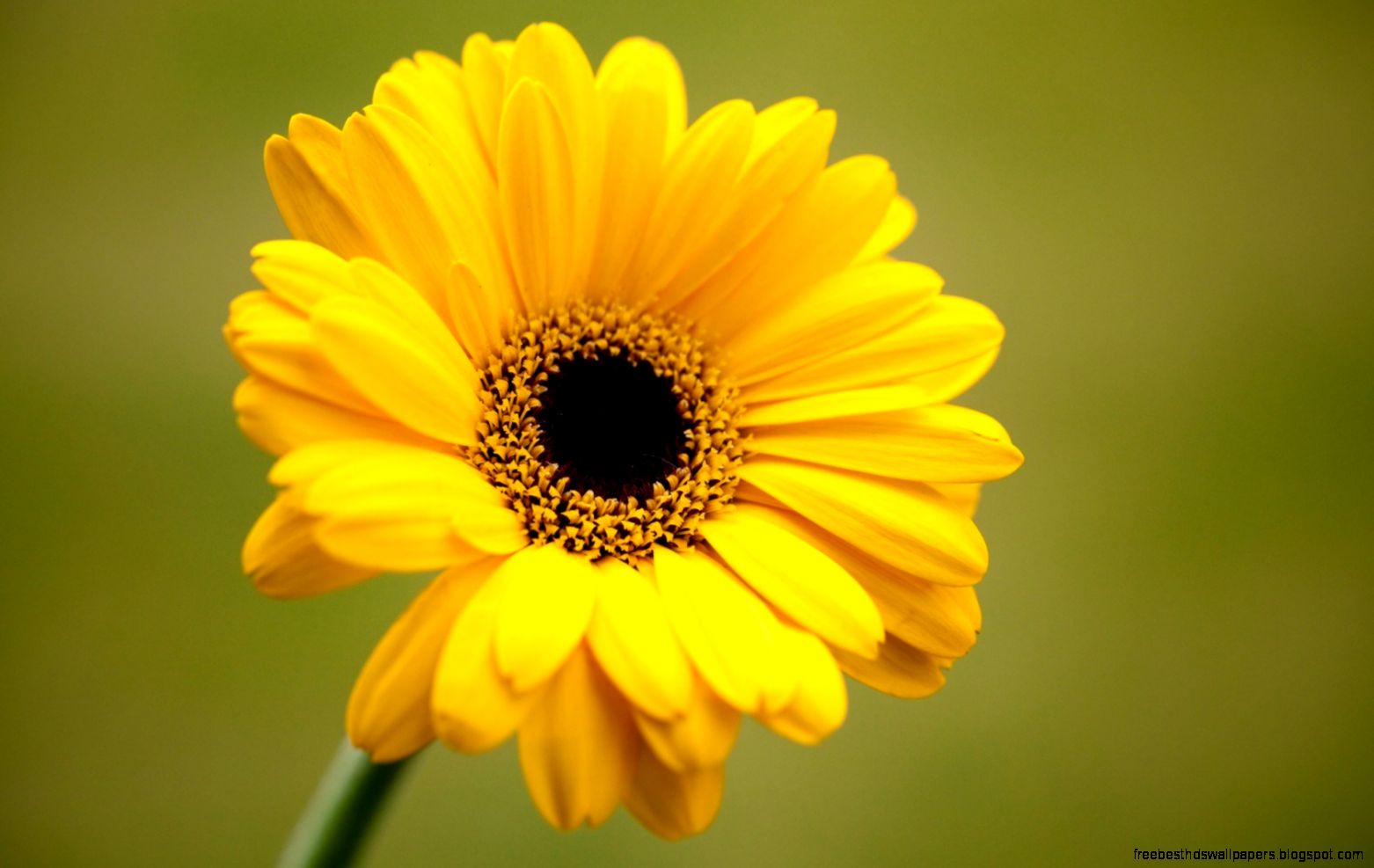 Gerbera Yellow Flower 6941979 Gerbera Yellow Flower 6941979