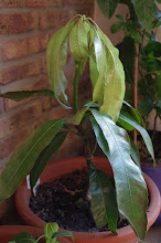 Mango "Kent" - vom Kern zur Pflanze