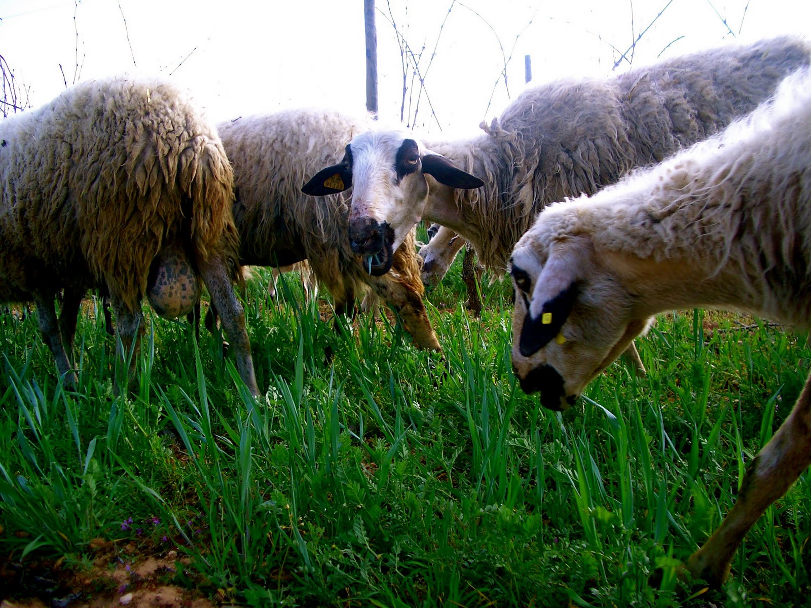 PAISAJES Y VIÑEDOS Ovejas 2011