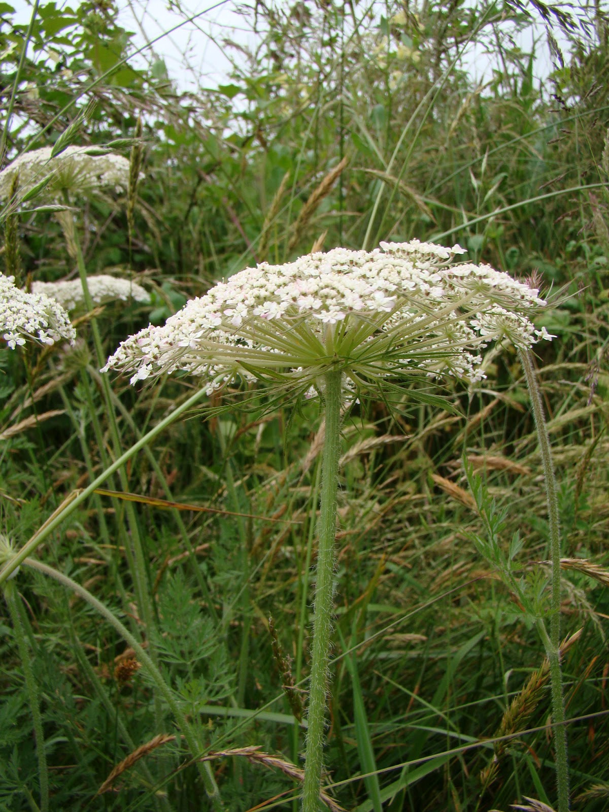 Leaves of Plants May 2012