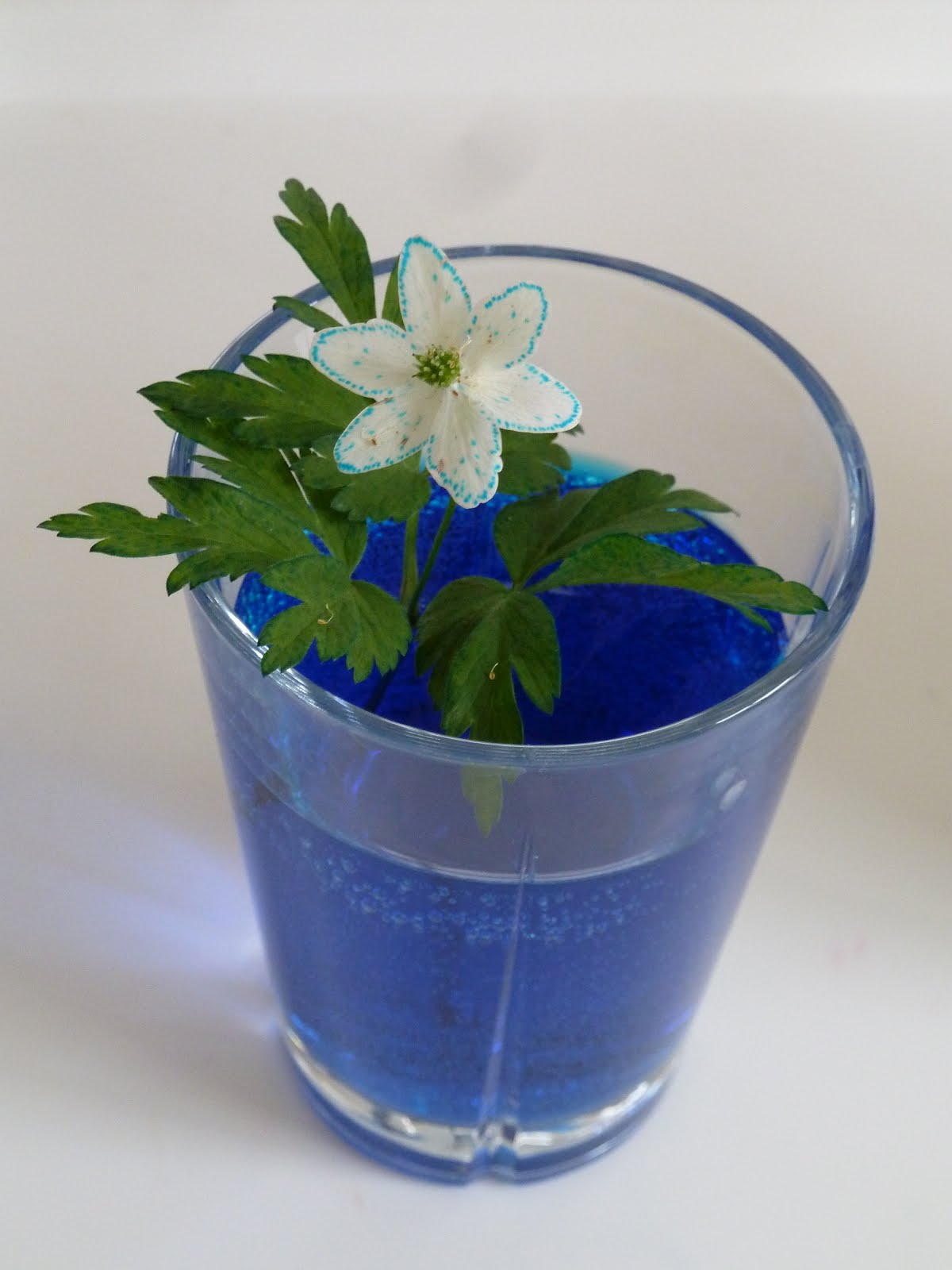 Family FECS Montessori Activity How Plants Drink Water