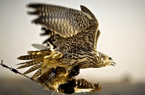 Dunia Burung Jenis Jenis Burung Elang