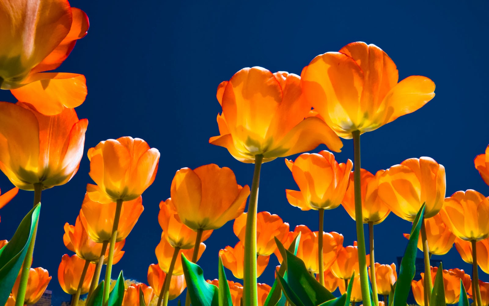 wallpapers: Tulips Wallpapers