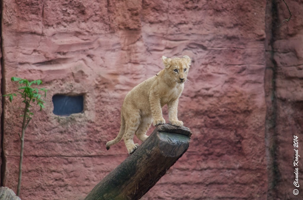 Fahrradladen In Hannover Hannover Verkehr De