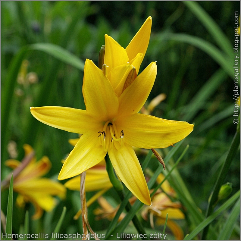 Hemerocallis lilioasphodelus syn. Hemerocallis flava flower - Liliowiec żółty kwiat