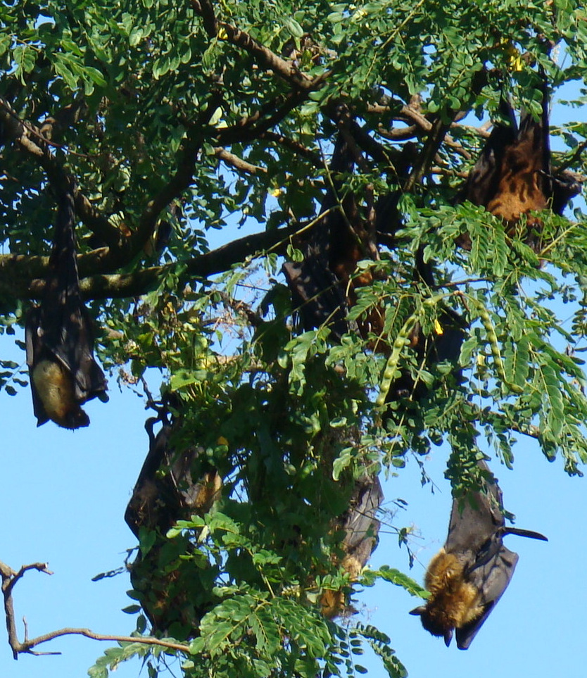 DiscoverSriLanka SRI LANKA BATS