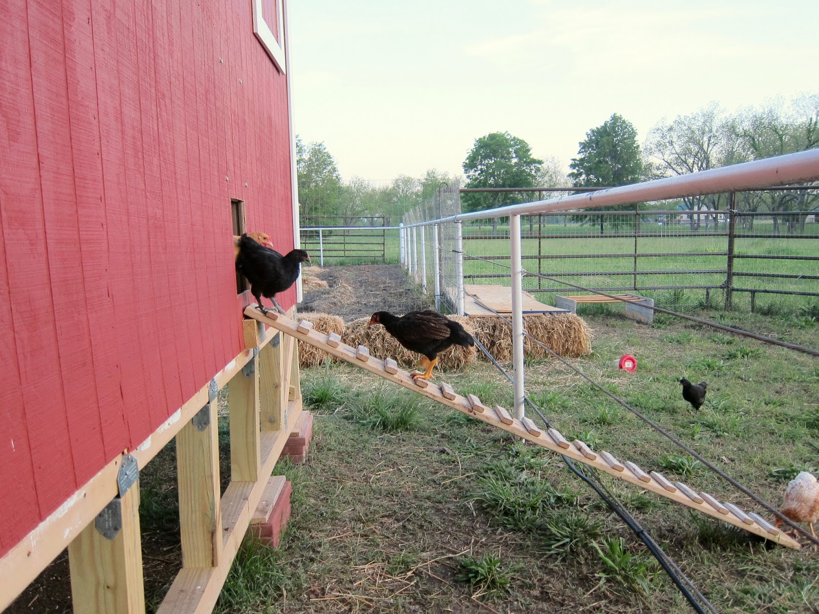 JustaClickin' You Gotta Train A Chicken...