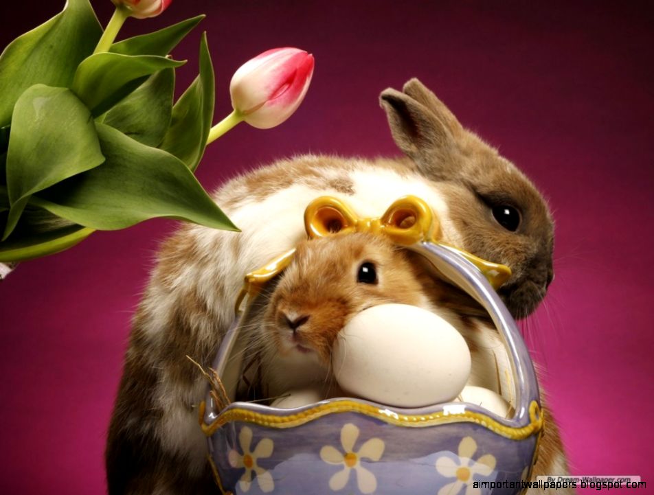 Free Wallpaper Free Animal wallpaper Cute Animals 2 wallpaper Free Wallpaper Free Animal wallpaper Cute Animals 2 wallpaper