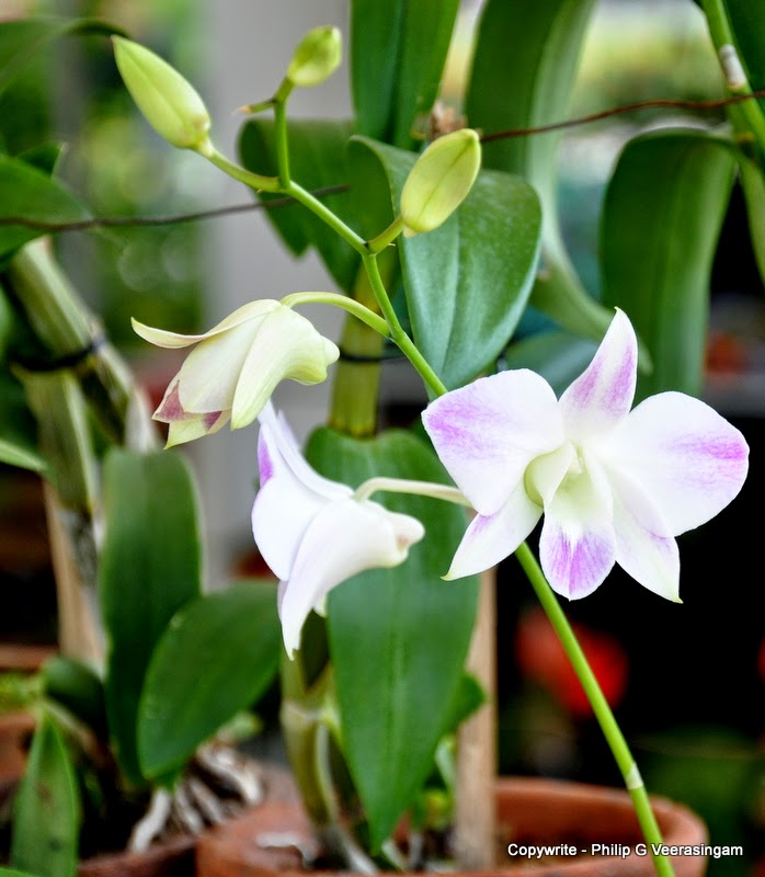 philipveerasingam Orchid plants for sale, 'Waters Edge', Colombo, Sri