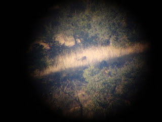 Brandon%27s-Coues-Whitetail-6.jpg