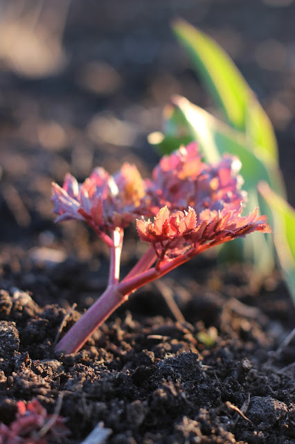 April, come she will.