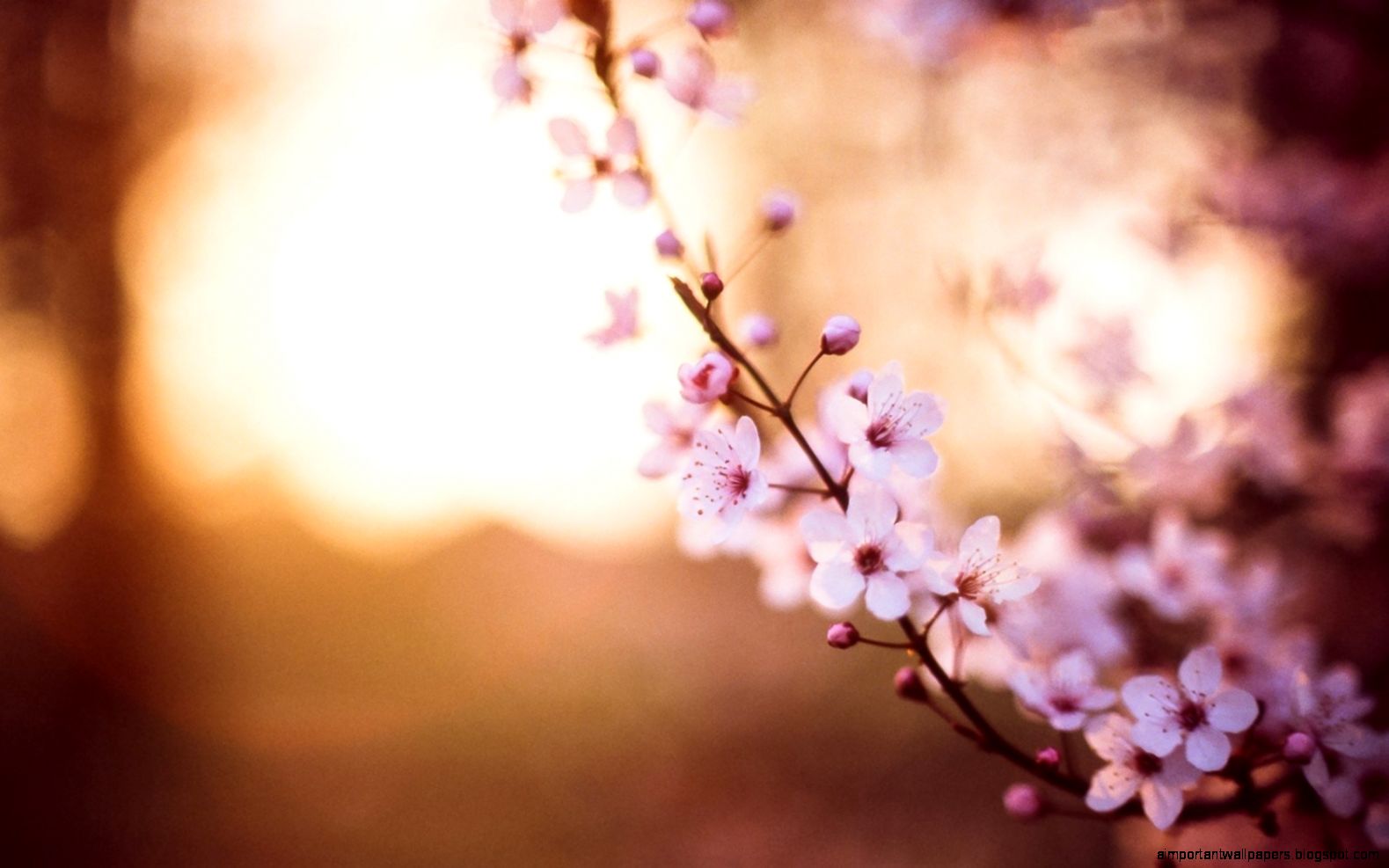 sakura flower focus cherry motion blur bokeh hd wallpaper spring sakura flower focus cherry motion blur bokeh hd wallpaper spring