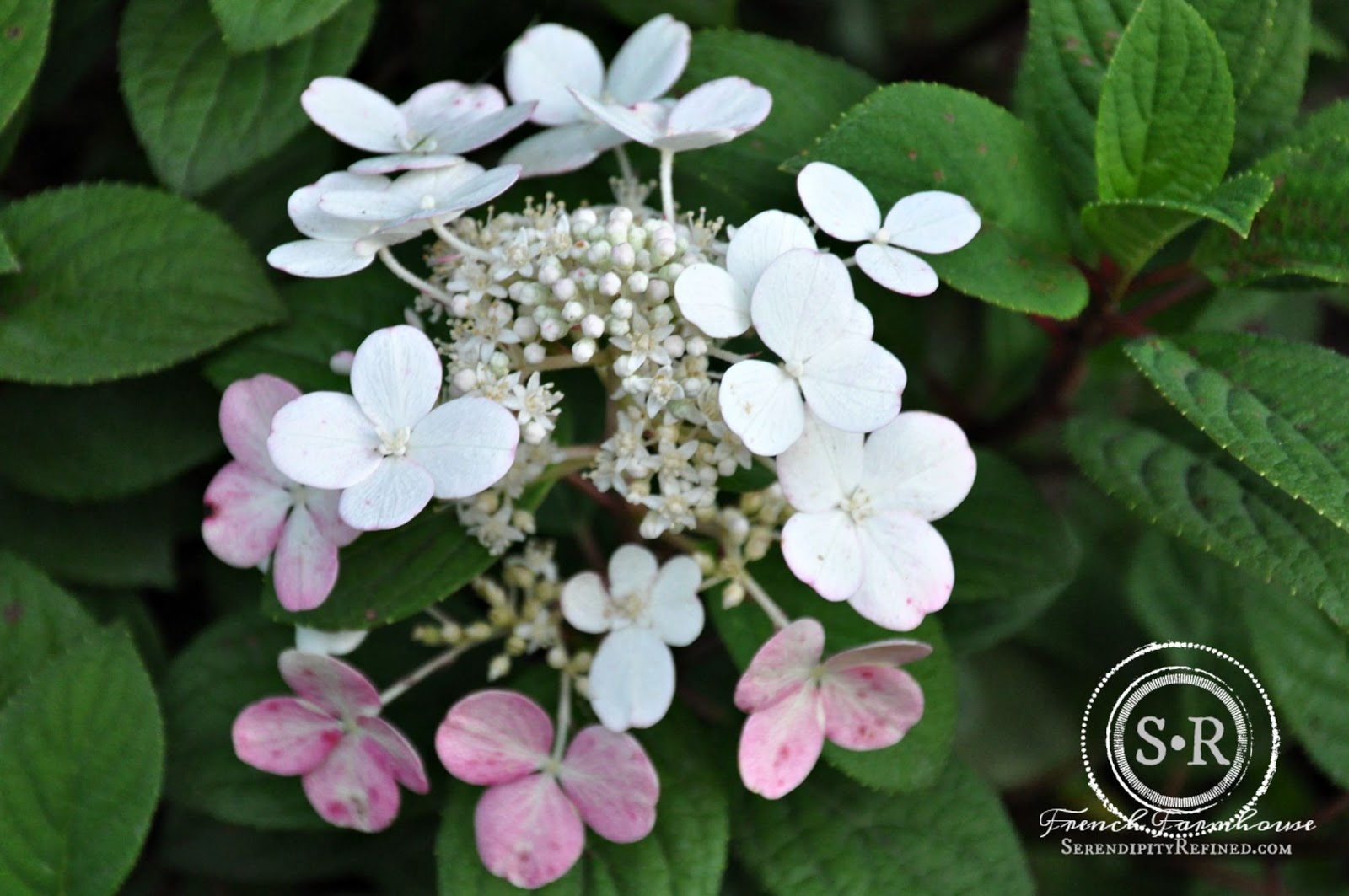 Hydrangea Kawakamii Care And Culture Travaldo S Blog