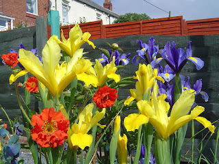 Dutch irises and geums; primary colours Dutch irises and geums; primary colours