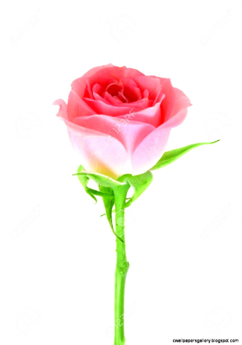 Single Pink Flower Of Rose On A Green Stalk Isolated On White Single Pink Flower Of Rose On A Green Stalk Isolated On White