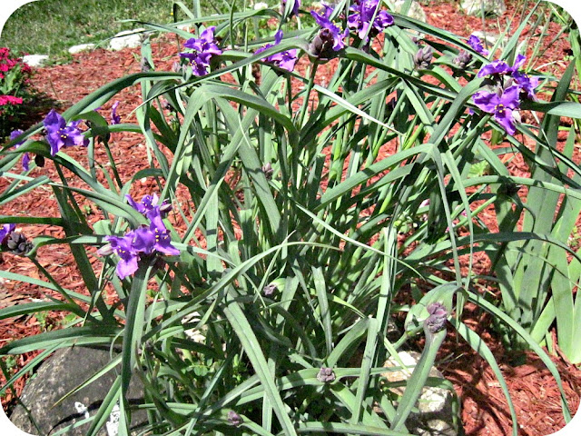 Spiderwort Flower