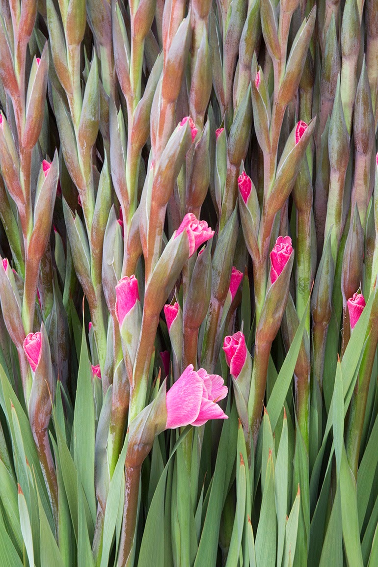pink gladioli