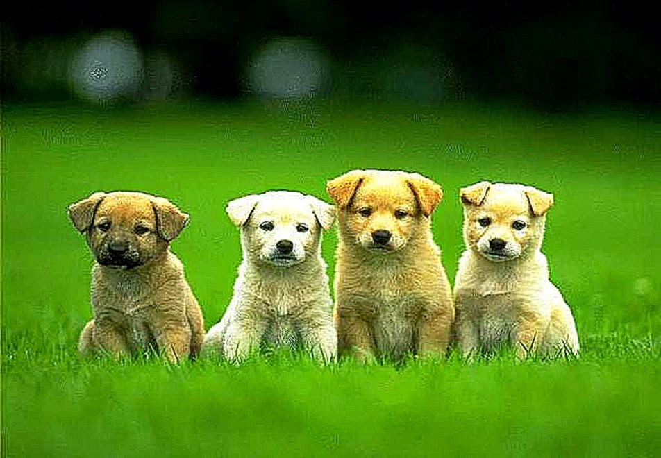Puppies HD Wallpapers Puppies HD Wallpapers