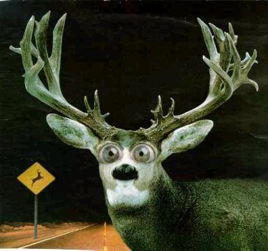 Look deer in attraction headlights Living with