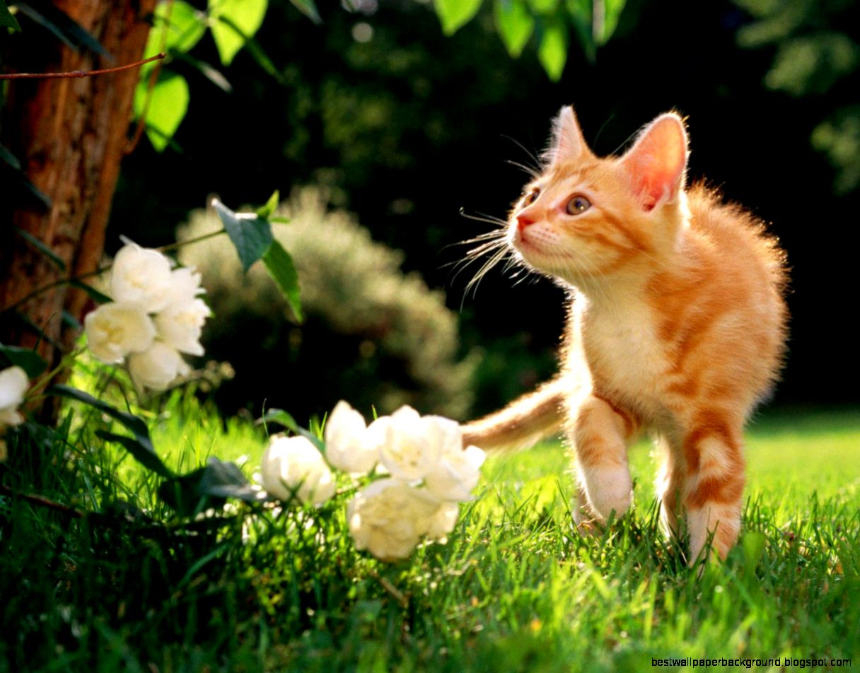 Desktop Wallpaper · Gallery · Animals · Meet with the world Desktop Wallpaper · Gallery · Animals · Meet with the world